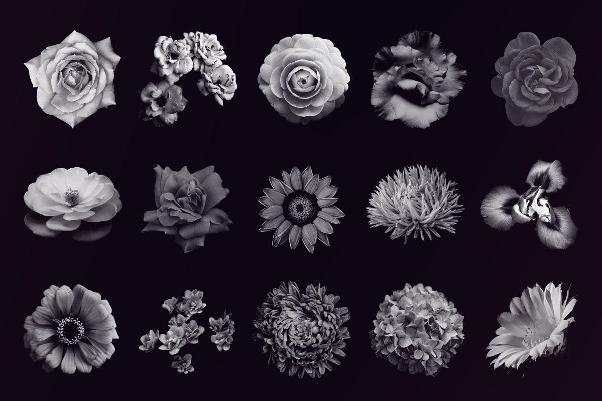 复古风创意玫瑰紫丁香花卉笔刷PS画笔笔刷素材 Elegant Flower Brushes for Photoshop