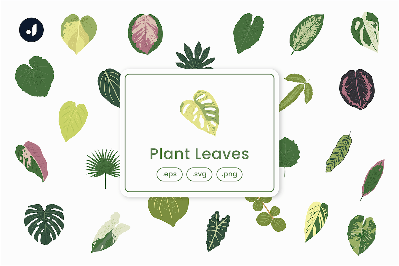 植物叶子矢量插画 Plant Leaves Illustration