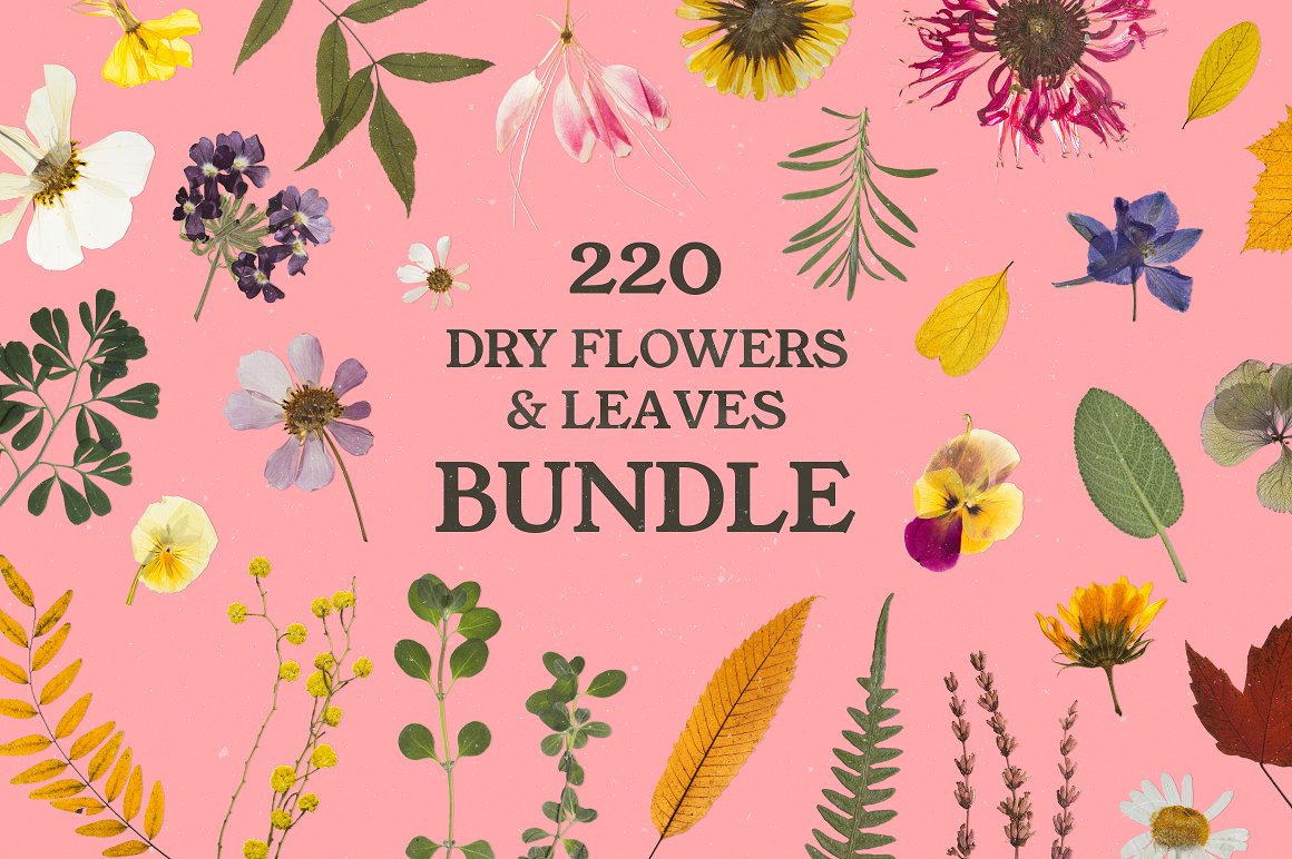 BUNDLE - Dry Flowers & Leaves 捆绑包 - 高质量干花和叶子免扣PNG 包括Vol.1、Vol.2、Vol.3、Vol.4、Vol.5 -