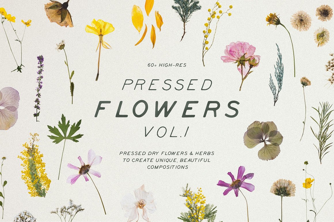 BUNDLE - Dry Flowers & Leaves 捆绑包 - 高质量干花和叶子免扣PNG 包括Vol.1、Vol.2、Vol.3、Vol.4、Vol.5 -