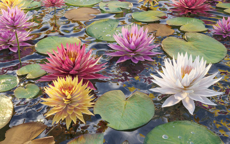 水生睡莲植物3D模型 Water lilies 02 3D model_