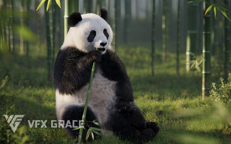 Blender熊猫动画3D模型 Panda Animation | Vfx Grace_