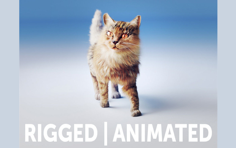 带毛皮的装配猫3D模型 Rigged Cat Hyper Realistic model with Fur Low-poly_