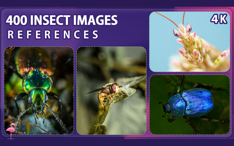 400张昆虫照片参考图片 400 Insect Image Reference Pack – Vol 2_