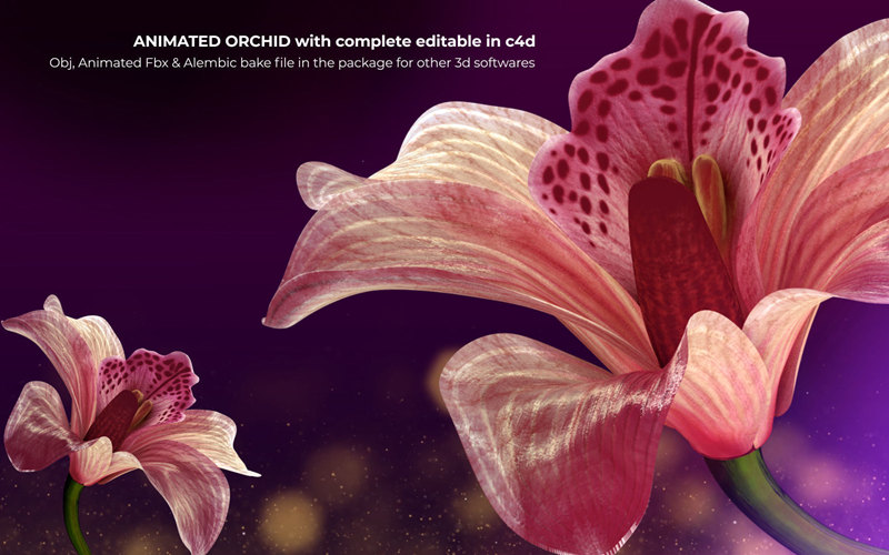 美丽兰花动画3D模型 Beautiful Animated Orchid Flower 3D model 3D model_