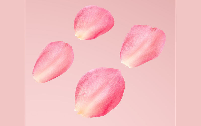 花瓣包3D模型 Petals pack 3D model_