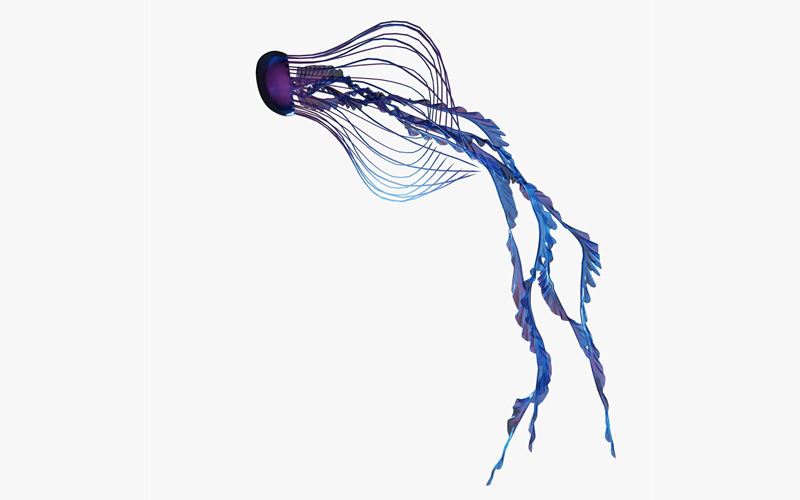 水母3D模型 Jellyfish 3D model_