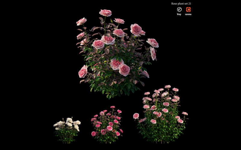 玫瑰植物套装3D模型 Rose plant set 21 3D model_