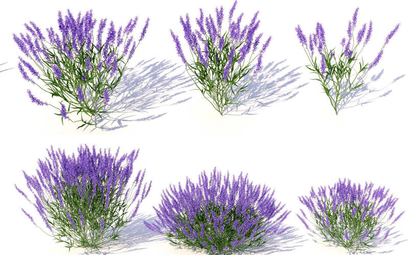 薰衣草属薰衣草植物3D模型 Lavandula lavender plants &#8211; lavender plants 3D model_