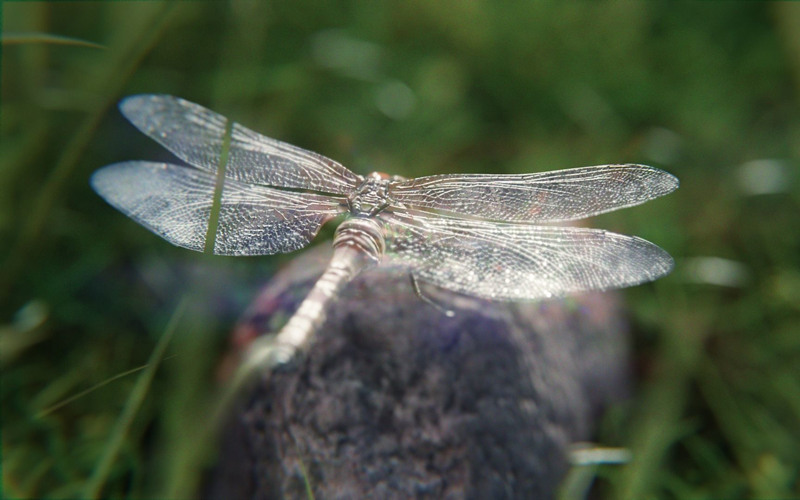 蜻蜓飞行生物3D模型 dragonfly 3D model_