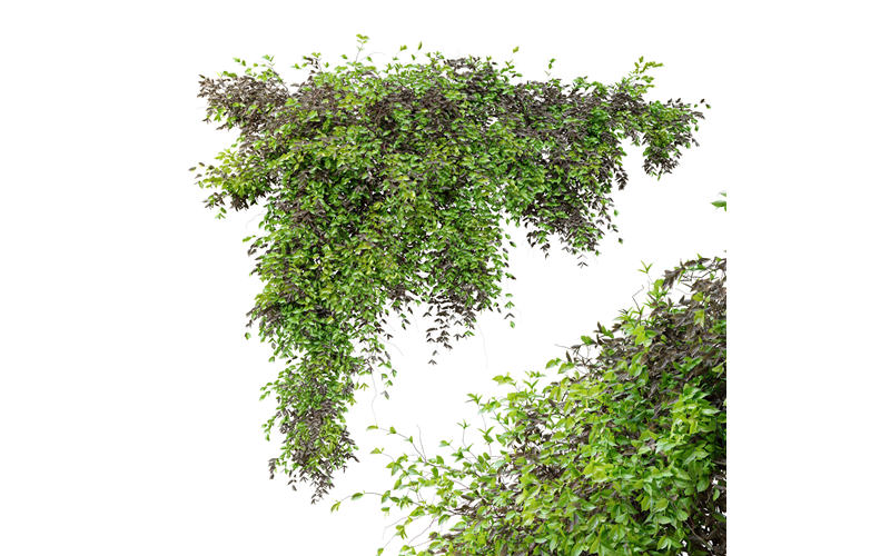 干燥和绿叶悬挂植物3D模型 Dry and green leaves Hanging Plant 3D model_