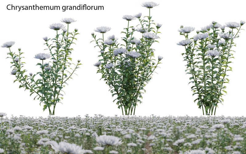 大花菊3D模型 Chrysanthemum grandiflorum 02 3D model_