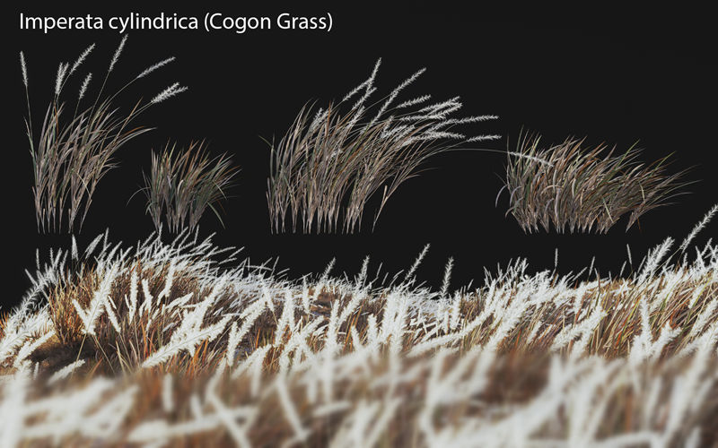 白茅草植物3D模型 Imperata cylindrica &#8211; Cogon Grass 04 3D model_