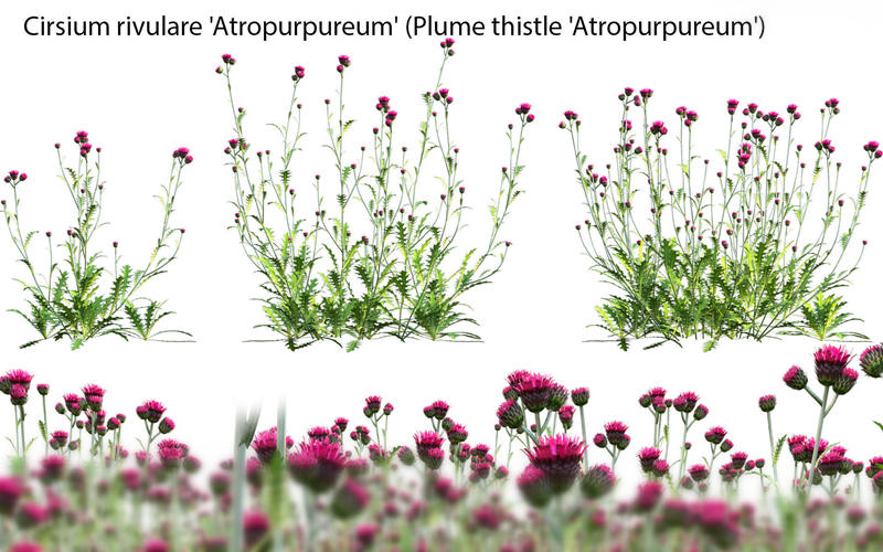 薊属花朵植物3D模型 Cirsium rivulare Atropurpureum &#8211; Plume thistle Atropurpureum 02 3D model_