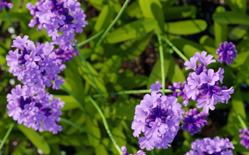 薰衣草植物3D模型 Lavender plant 3D model_