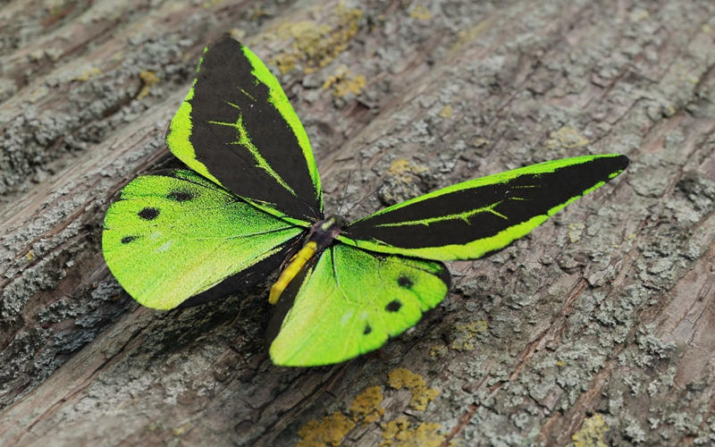 绿鸟翼蝴蝶3D模型 Green Birdwing Butterfly Low-poly 3D model_