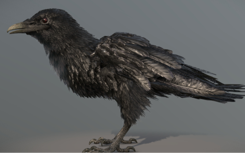 1款影视级写实乌鸦3D模型 american crow_